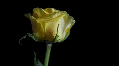 Time Lapse Of Opening Yellow Rose Stock Footage Video 100 Royalty Free 18870833 Shutterstock - yellow rose top roblox