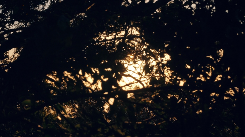 Rays of sun shining through silhouettes of tree branches in forest at sunrise.