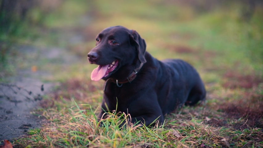 A brown labrador lies on a country road in an autumn evening, close up