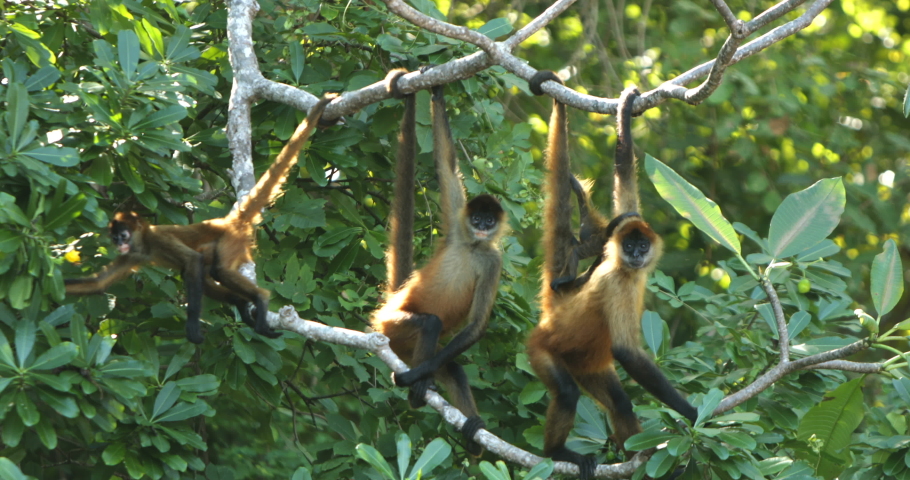 spider monkey family hanging from a tree Royalty-Free Stock Footage #1039487792