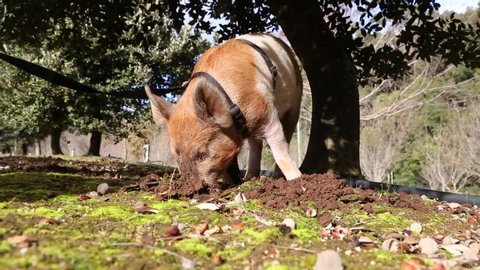 Truffle pig searching for truffles under an oak tree. 