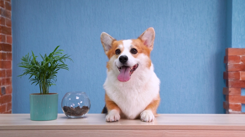Cute red and white dog of welsh corgi pembroke breed sits on the desk of reception and barks. Funny face expression, smiling friendly dog welcoming the guests. Royalty-Free Stock Footage #1039498970
