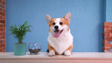Cute red and white dog of welsh corgi pembroke breed sits on the desk of reception and barks. Funny face expression, smiling friendly dog welcoming the guests.
