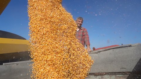 Farmer Looking at Corn Falling from Combine Auger into Grain Cart - Slow Motion. Pouring Corn Grain Into Truck Trailer in Slow Motion.Harvested Corn Being Transferred to a Grain Trailer. Harvest Time.