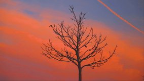 Autumn tree. Lonely tree silhouette in a field and orange sunset sky