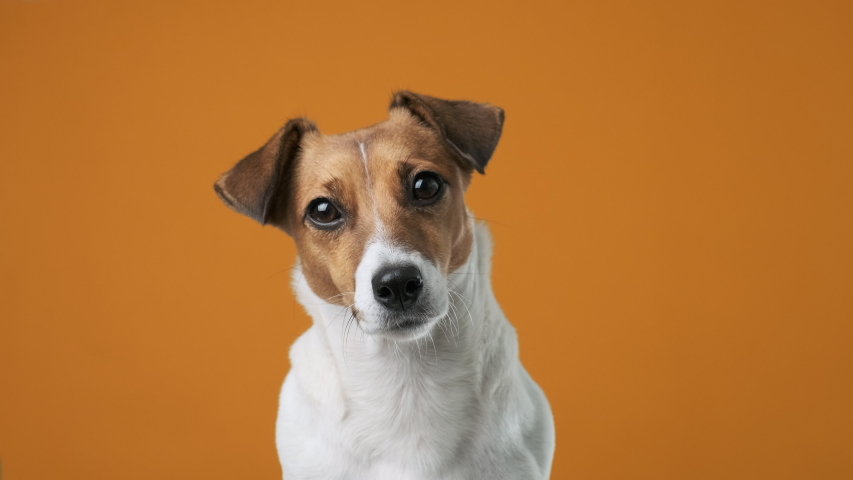 Portrait dog breed Jack Russell Terrier on an orange background looking at the camera, licks his nose with his tongue at the owner holding his ear up close up slow motion. Caring for pets. Lifestyle Royalty-Free Stock Footage #1039502324