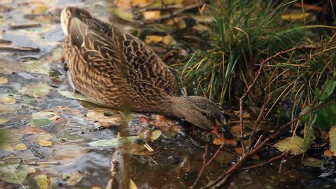 mallard duck in water among fallen leaves close to