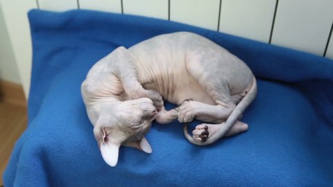 Sphynx Stock Video Footage 4k And Hd Video Clips Shutterstock