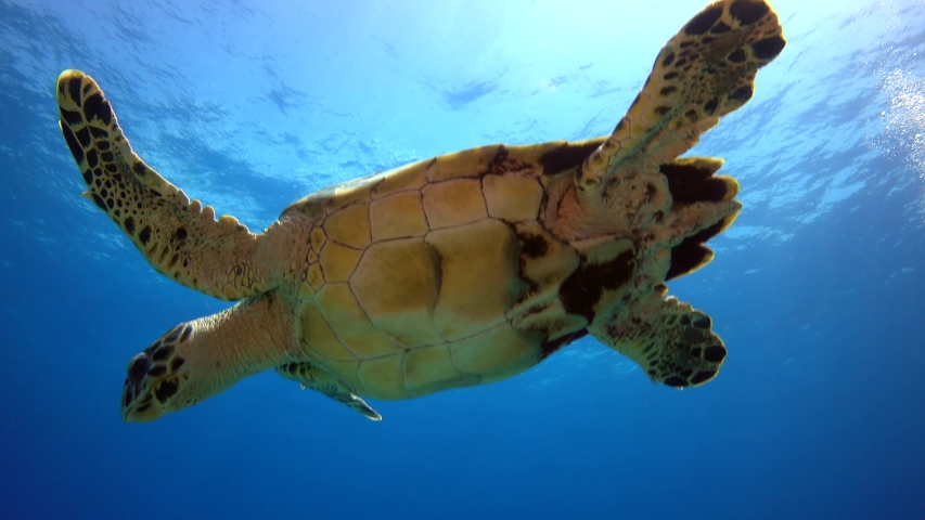 Sea turtle swimming picture image - Free stock photo - Public Domain ...