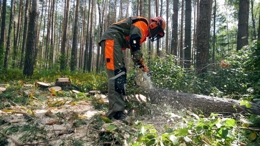 Deforestation, forest cutting concept. Wood is getting sawn by the worker with the shavings flying around Royalty-Free Stock Footage #1039532273