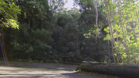 White Station Wagon With Surf Board driving down Lush Green Road in Australian Rain Forest during the Day. Wide Shot on 4k RED Camera