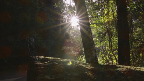 Sunny Lens Flare Green Road with Camera Move in Australian Rain Forest during the Day. Wide Shot on 4k RED Camera
