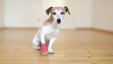 Dog bandage. Small Jack Russell terrier with damaged paw. Video footage