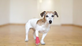 Dog with vet bandage sitting in the light room. Ill pet. Mediacel care. Video footage