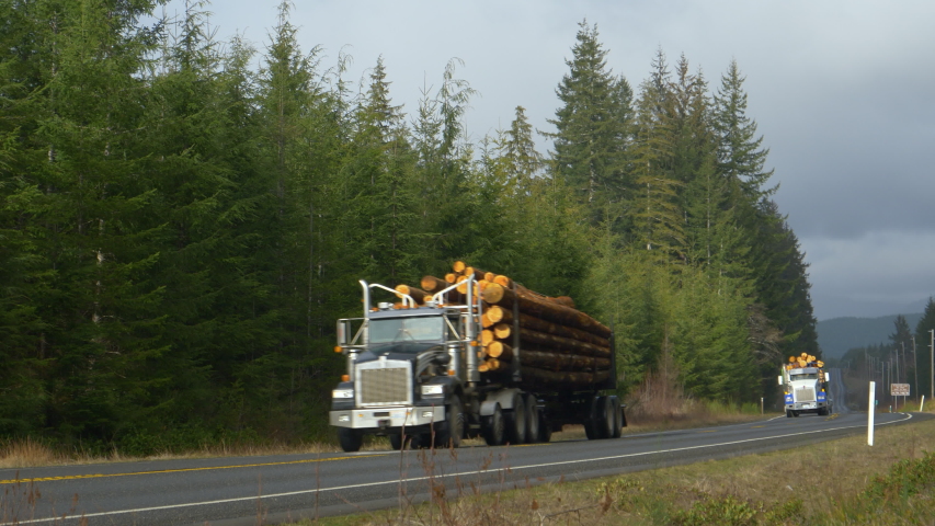 Two big rigs transport logs down a freeway leading through a pine forest in the scenic American countryside. 18 wheel freight trucks haul timber across the Olympic National Forest on a cloudy day. | Shutterstock HD Video #1039548980