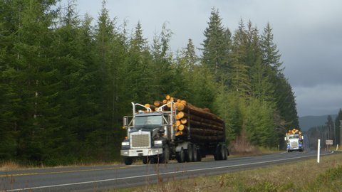Two big rigs transport logs down a freeway leading through a pine forest in the scenic American countryside. 18 wheel freight trucks haul timber across the Olympic National Forest on a cloudy day.