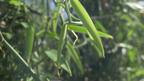Vanilla Beans on Vine, Farming and Agriculture