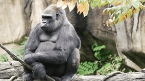 4K Footage of a Gorilla in a Zoo
