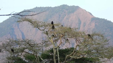 Beauty shot of Javan langur flock on tree top with mountain as background during sunrise