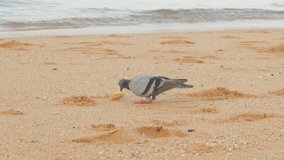the 
pigeon bird find some food on the beach footage with pal 4k video