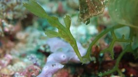 Armored pipefish slowly swims among the algae that grow on the seabed. Philippines. Malapascua.