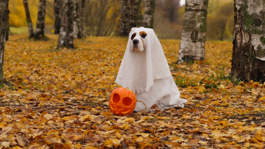 Comic ghost costume on cute dog, sitting at autumn park with pumpkin lantern. Yellow leaves lie around, pet stay still look straight and slightly slowly turn head. Halloween time concept