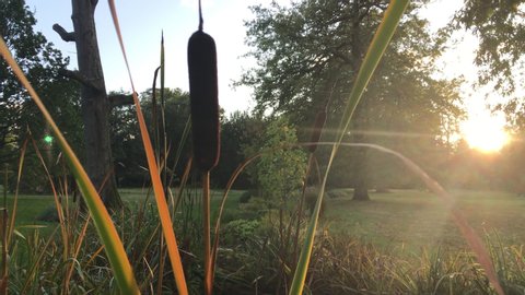 Sunset on a pond - bulrushes