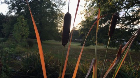 bulrushes in a pond on a sunset