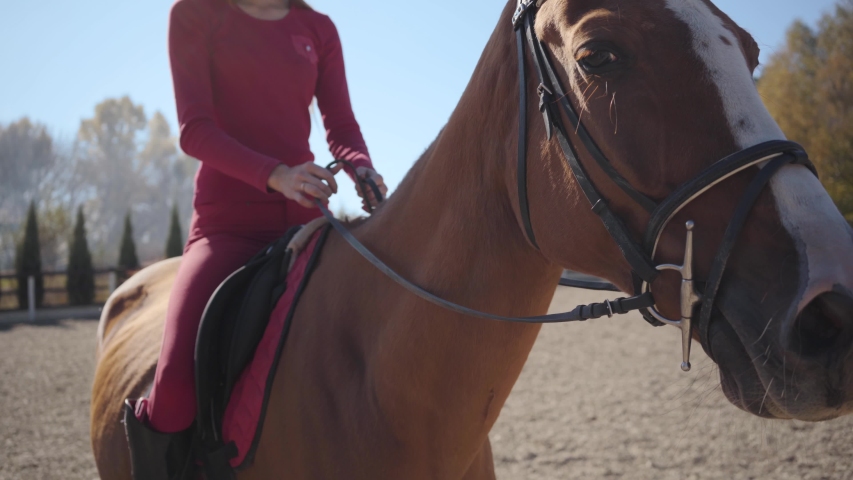 Close-up of the face of brown horse with white facial markings walking with an equestrian on his back. Portrait of a graceful animal strolling in the corral in sunny autumn day.