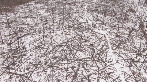 AERIAL: Flying over a large snow covered hill after a wildfire burned down the forest. Tree trunks lie on the ground after a brutal wildfire devastated the otherwise scenic wilderness in Canada.