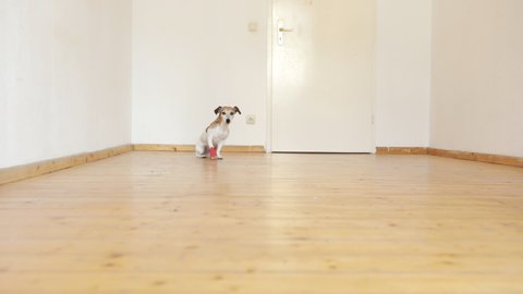 Dog running in the light room with bandage on the paw. Video footage