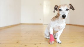 dog with a bandage on his paw sits in a bright room. Vet video footage