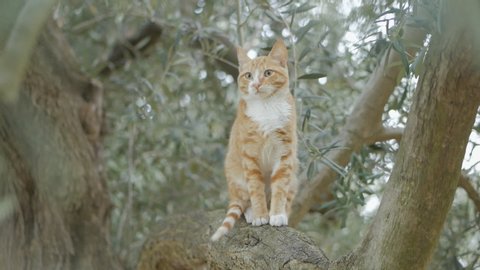 A beautiful red cat walks on the branch of an olive tree.