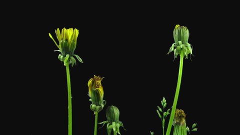Time-lapse of opening Dandelion flower 30f3  in RGB + ALPHA matte format isolated on black background
