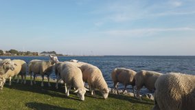 Herd of sheep slowly walking by on dyke in Northern Germany, Europe 4k video footage