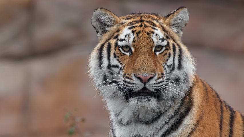 Siberian Tiger with Cub - Panthera tigris altaica image - Free stock