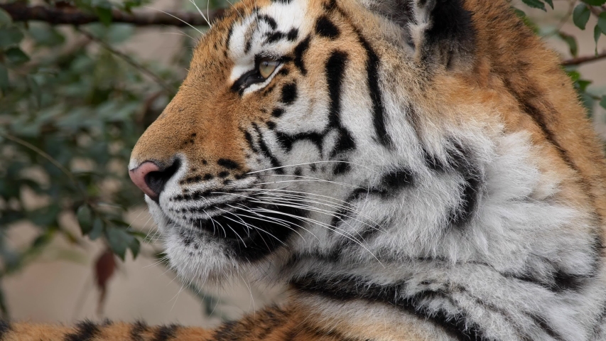 Siberian tiger (Panthera tigris altaica) cub portrait