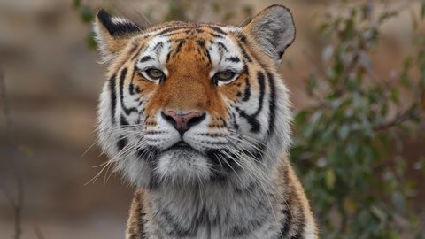 Siberian tiger (Panthera tigris altaica) tigress sniffing