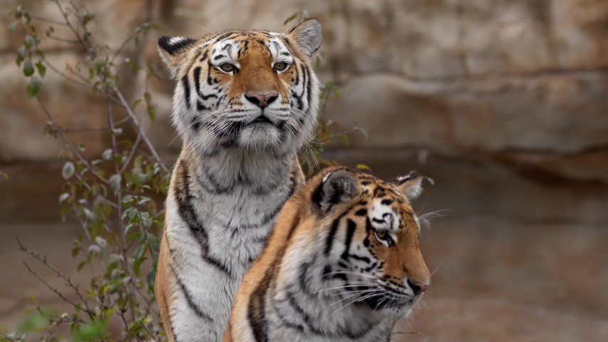 Siberian tiger (Panthera tigris altaica) family