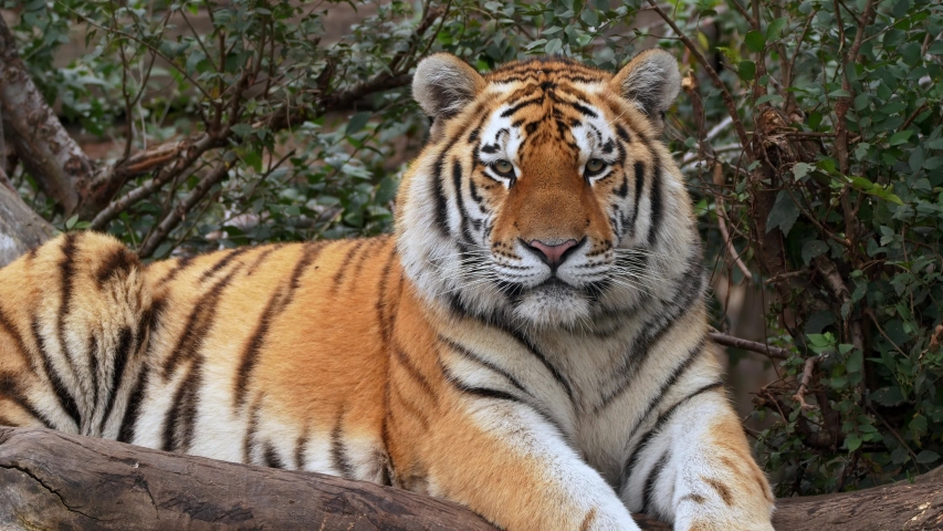 Siberian tiger (Panthera tigris altaica) lying in wait | Shutterstock HD Video #1039592270
