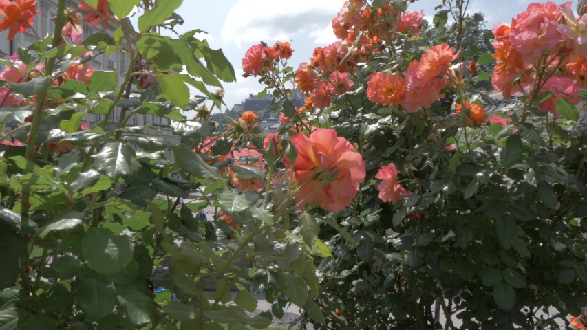 Hohensalzburg Castle from Mirabell Gardens, UNESCO World Heritage Site, Salzburg, Austria, Europe