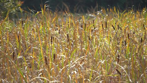 cattails are gently moving by wind at autumn nature field