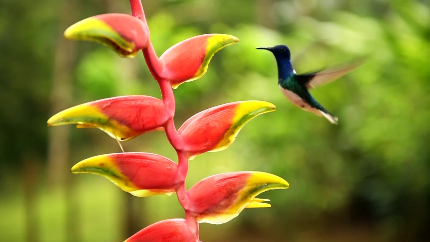 White-necked Jacobin (Florisuga mellivora) Hummingbird, Boca Tapada, Alajuela Province, Costa Rica, Central America