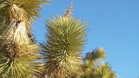 CLOSE UP: Detailed view of sharp needles covering the green canopy of a yucca palm tree. Yucca palm prospers in the warm California sunshine. Prickly Joshua tree growing in Mojave desert stretches.