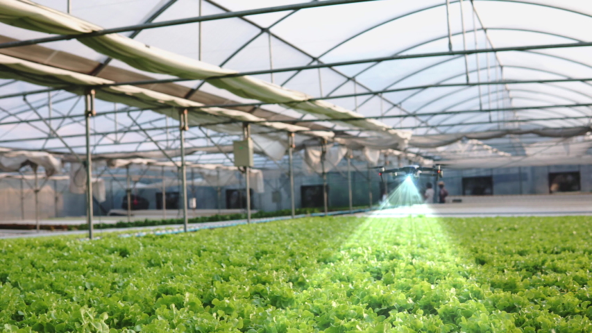 Smart agriculture Drone scanning with HUD holographic display in greenhouse hydroponic vegetable farm,drone for agriculture,Smart agriculture, precision farming concept. Royalty-Free Stock Footage #1039608626