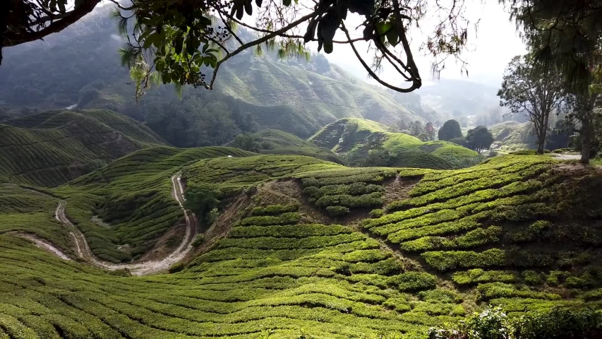 Cameron Highlands, Malaysia - 13 Oct 2019 : Scenic of tea farm valley at Sungai Palas Tea Plantation (BOH) in Cameron Highland.