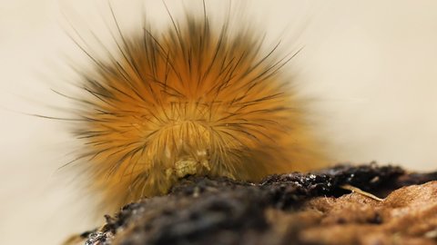 wooly bear caterpillar frozen