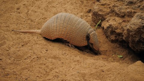 Armadillo (Armadillo disambiguation) - Texas animal in desert