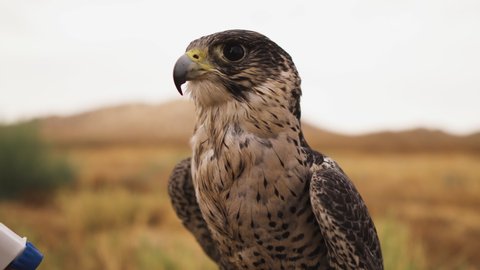Peregrine Falcon cleaning, looking and preparing for flight and hunting, closeup