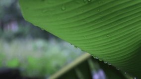 Banana tree leaf stock video clips for creative projects, leave branch and rain water drop falling rainy season, tropical leaf rain drops.